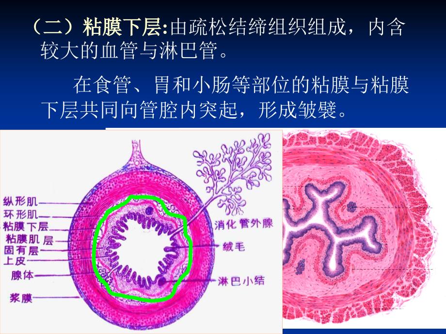 33消化管的微细结构_第4页