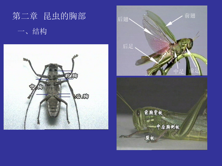 昆虫形态学--胸腹部_第1页