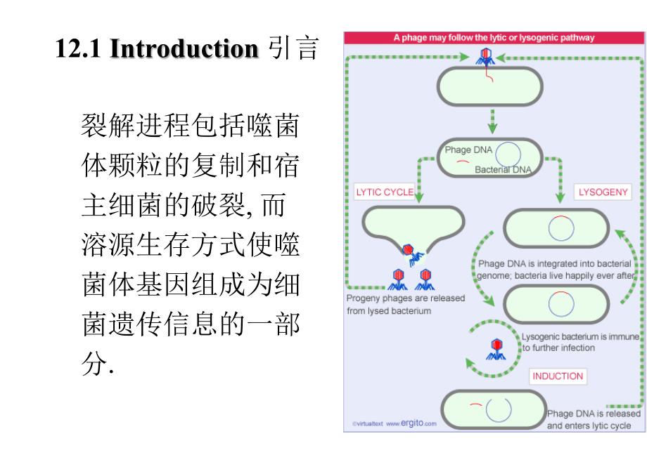 基础分子生物学Chapter12噬菌体策略_第2页