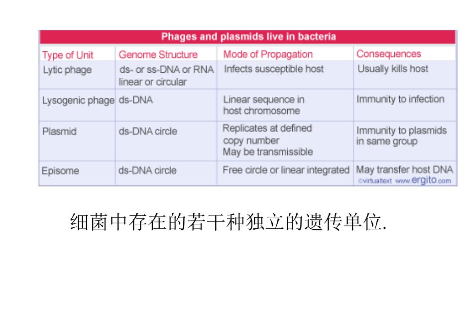 基础分子生物学Chapter12噬菌体策略_第3页