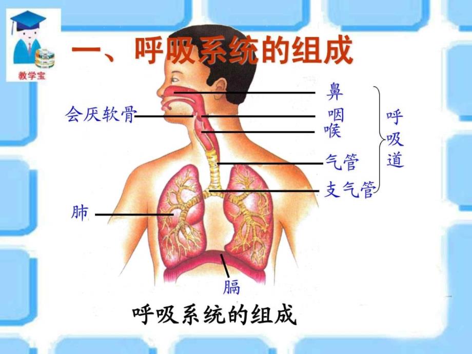 第三章人体的呼吸_第一节呼吸道对空气的处理_第4页