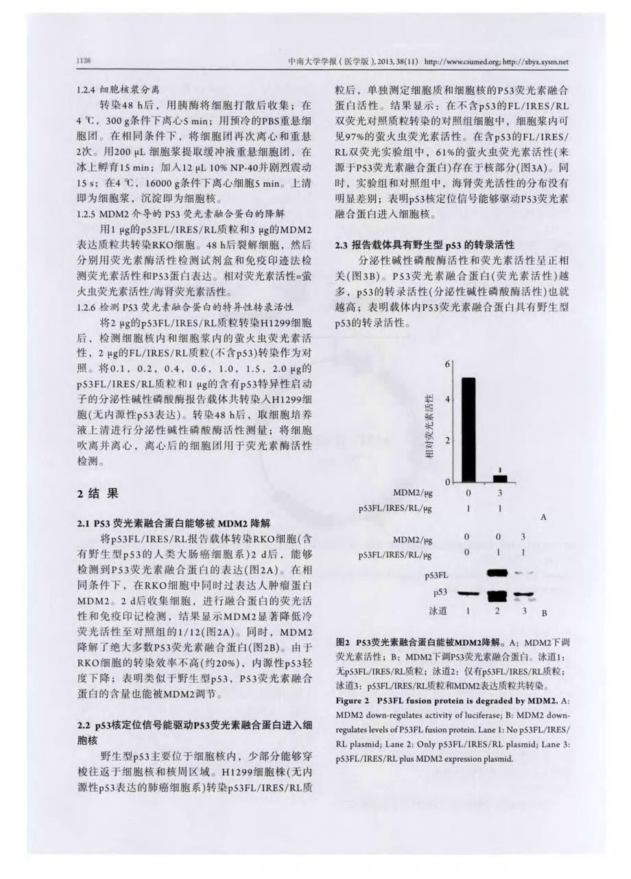 构建p53双荧光报告载体及其功能验证_第4页