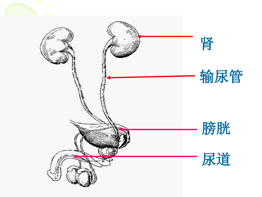 兽医外科手术学——第六-七章__泌尿器官疾病_第2页