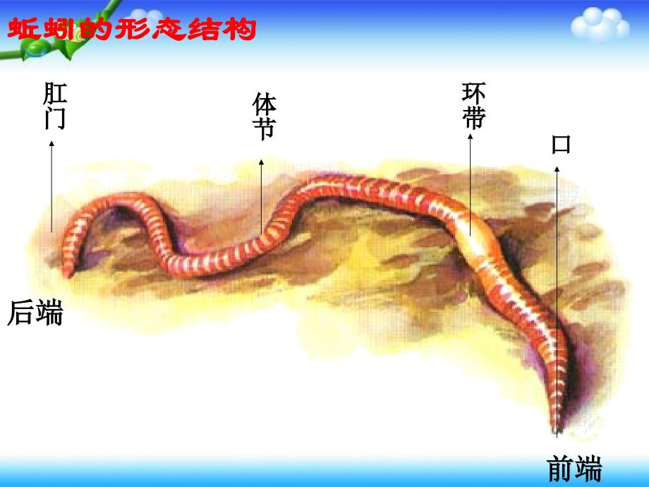 27动物有哪些相同特点3_第3页