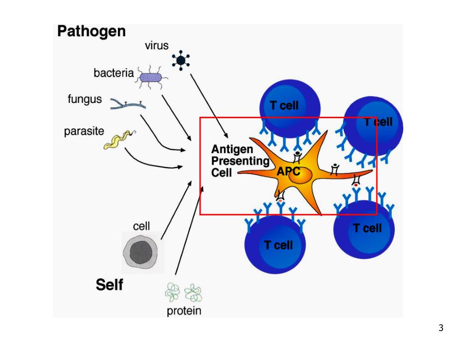 医学免疫学课件-抗原提呈细胞与抗原的处理及提呈_第3页