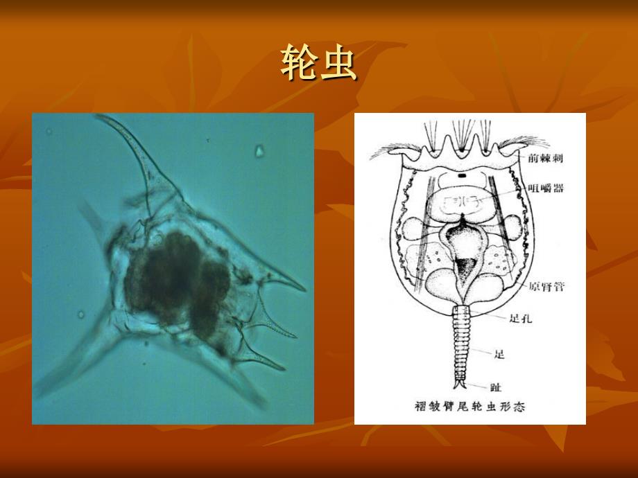 [2017年整理]养鱼池生态系统_第4页