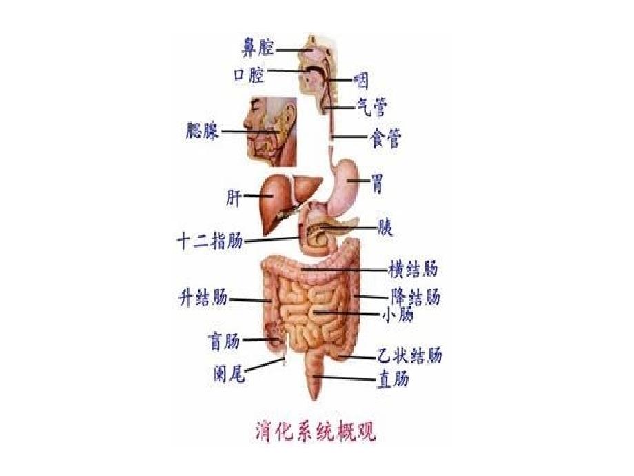 内科护理学课件-急性胰腺炎_第2页