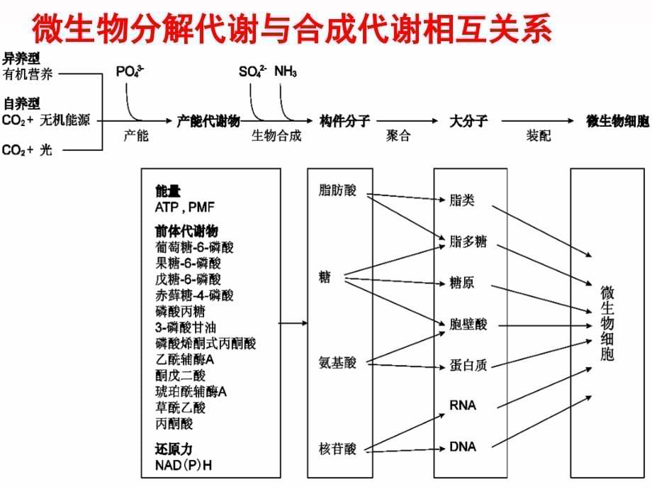 第六章微生物代谢_第5页