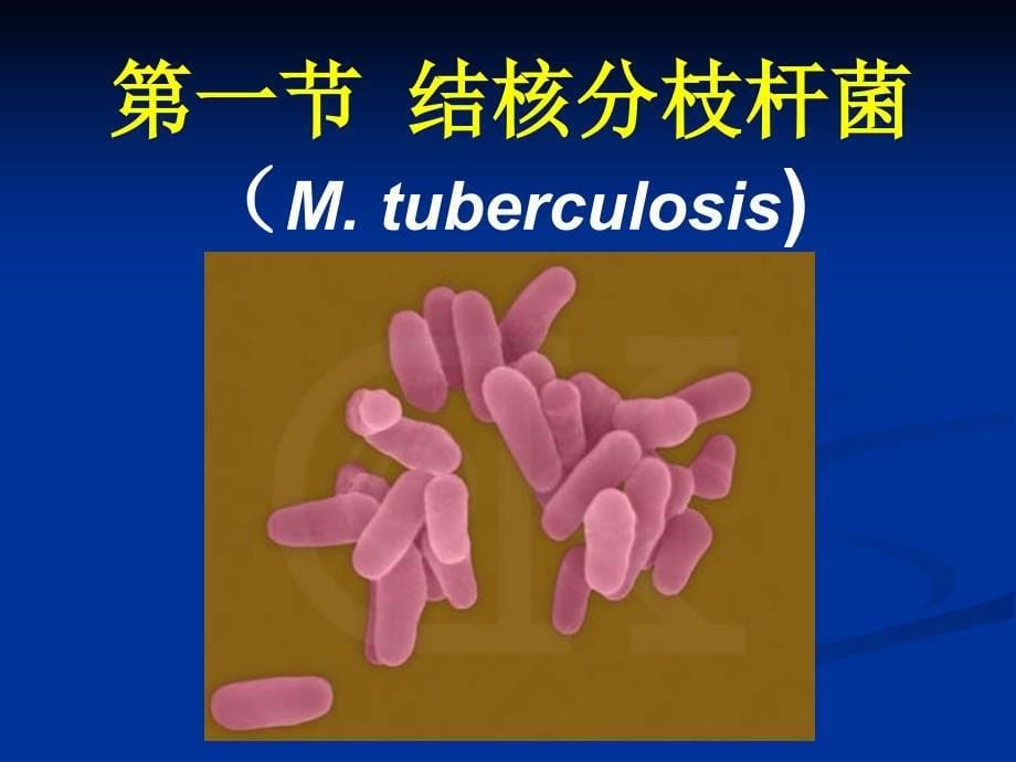 分枝杆菌属(人卫7版微生物)_第5页