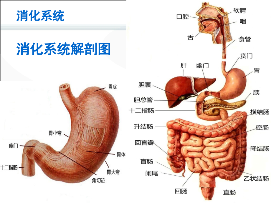 三立医药培训-中华讲师网_第3页