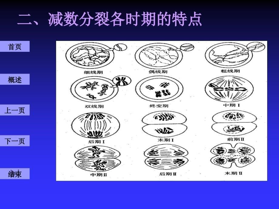 减数分裂与配子发生--医学遗传学课件_第5页