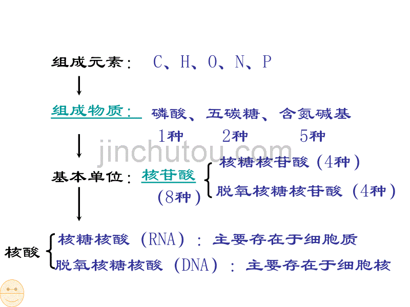 高二生物核酸_图文_第2页