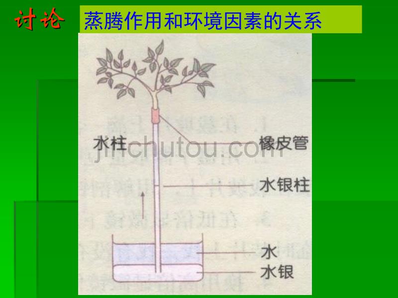 [2017年整理]科学：3.5《叶的蒸腾作用和结构》课件2(浙教版八年级下)_第5页