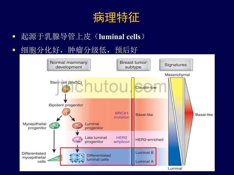 关于乳腺癌内分泌治疗的几个问题_第5页