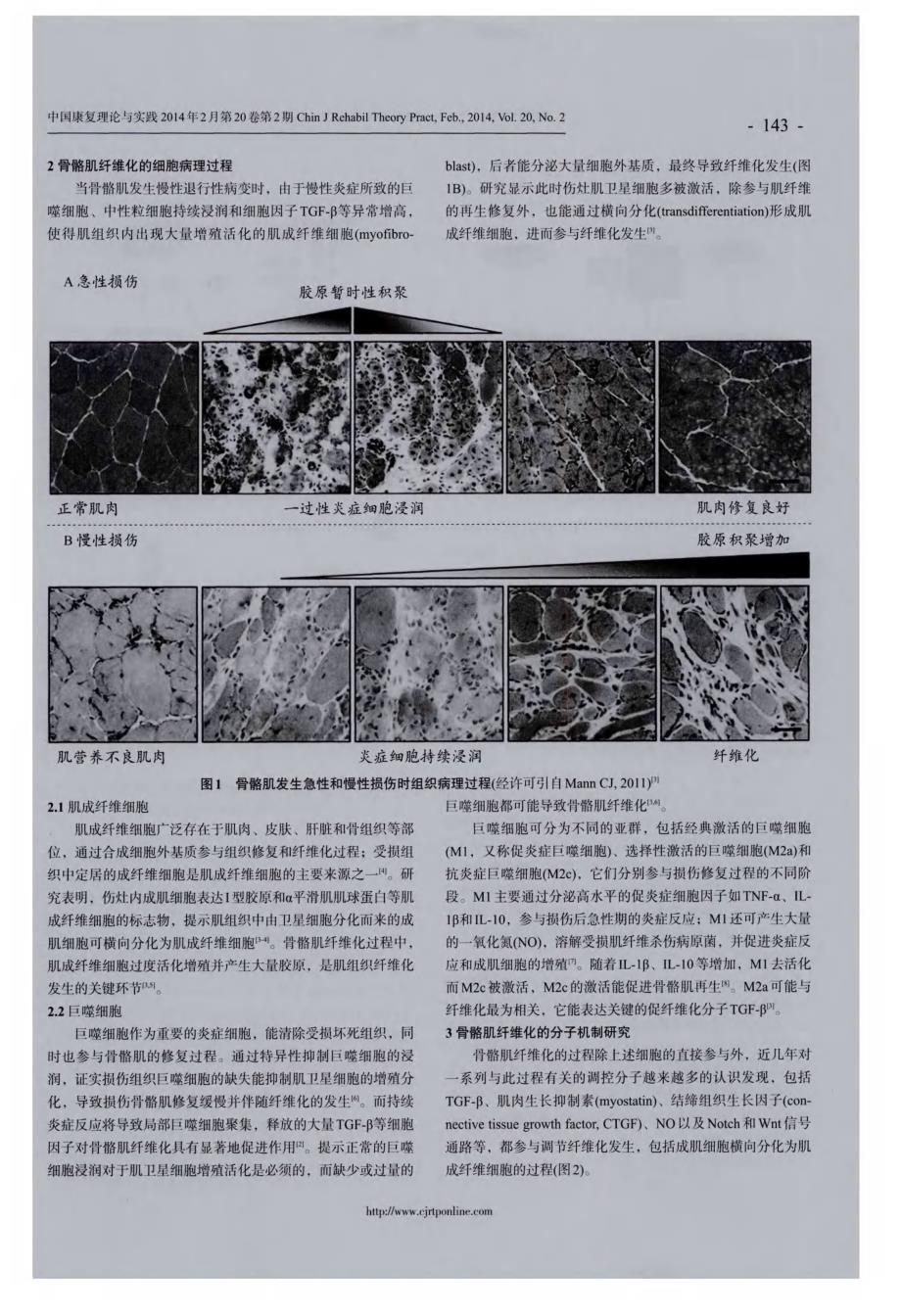 骨骼肌纤维化的细胞与分子机制研究进展_第2页