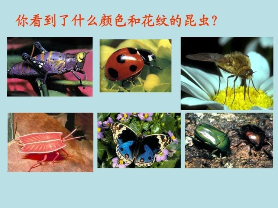 三年级下科学课件动物王国青岛版（六年制三起）图文_第5页