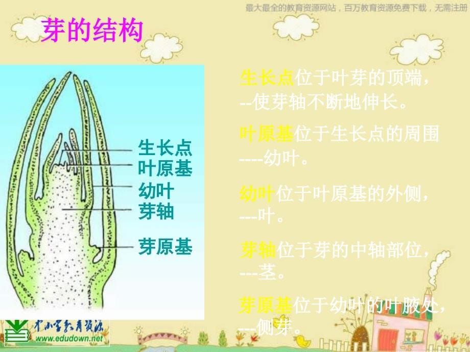 2015苏教版科学三下《植物的一生》ppt课件_第5页