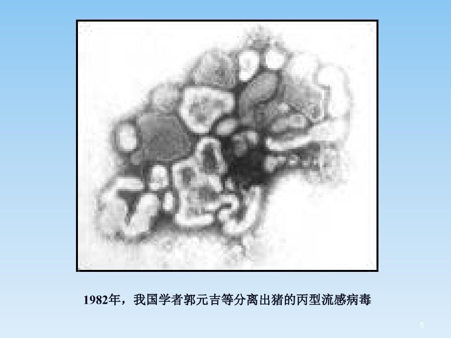 流感病毒感染 ppt课件_第5页