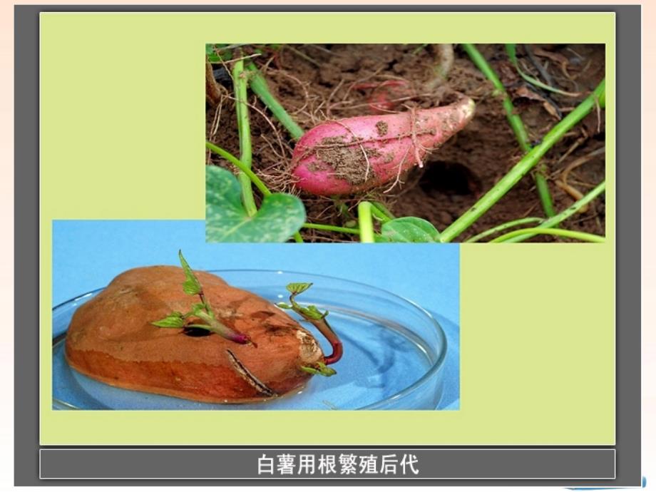 三年级科学下册 种植我们的植物 3课件 教科版_第2页