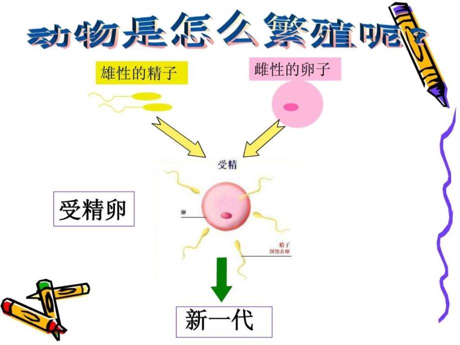 （教科版）四年级科学下册课件 动物的繁殖活动 _1_第1页