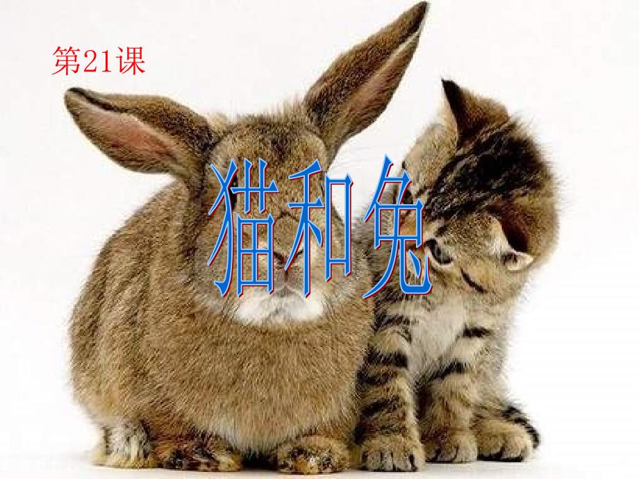 青岛版科学三下《猫和兔》ppt课件_第1页