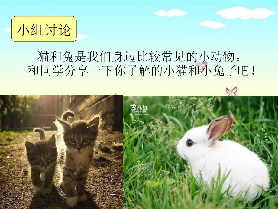 青岛版科学三下《猫和兔》ppt课件_第2页