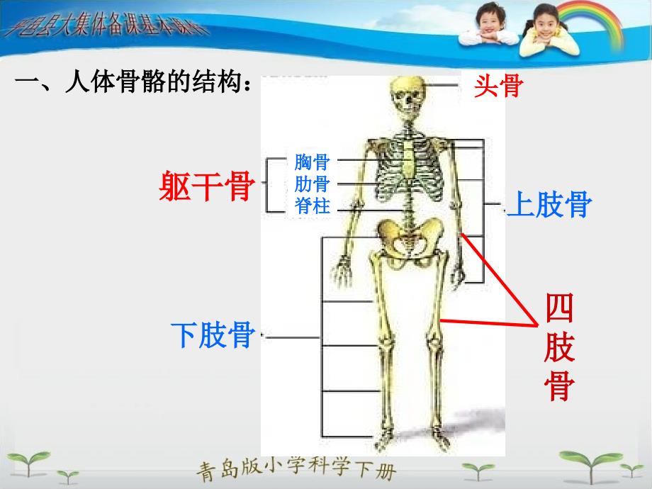 《骨骼课件》小学科学苏教版四年级下册_1_第3页