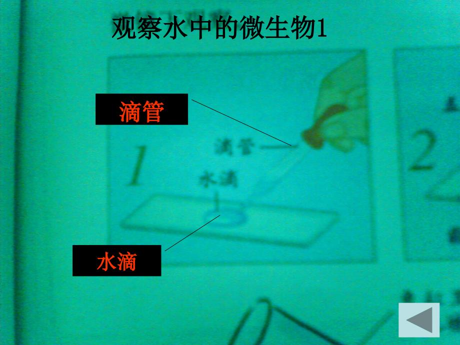 六年级科学下册 用显微镜观察身边的生命世界（三）课件 教科版_1_第4页