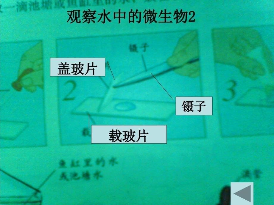 六年级科学下册 用显微镜观察身边的生命世界（三）课件 教科版_1_第5页