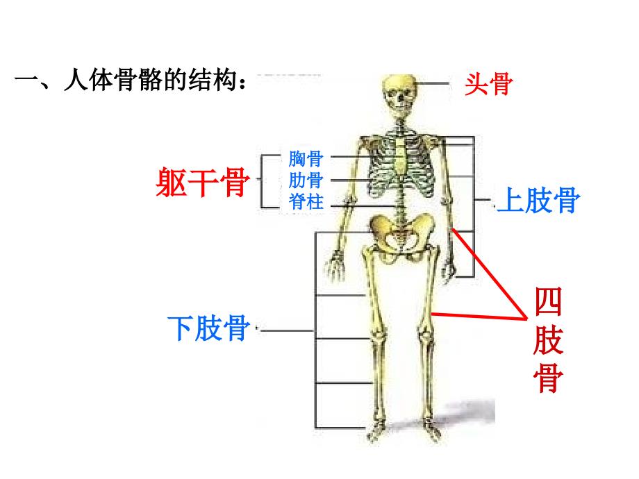 骨骼 课件（教科版科学四年级上册）_第3页