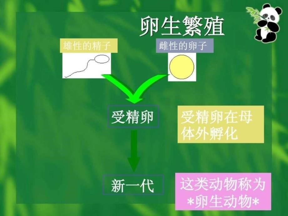 （教科版）四年级科学下册 动物的繁殖活动 ppt课件图文_第5页