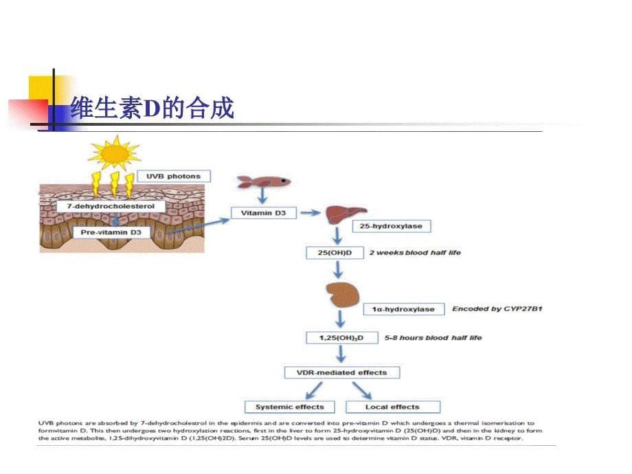 维生素d检测的临床意义课件_第5页