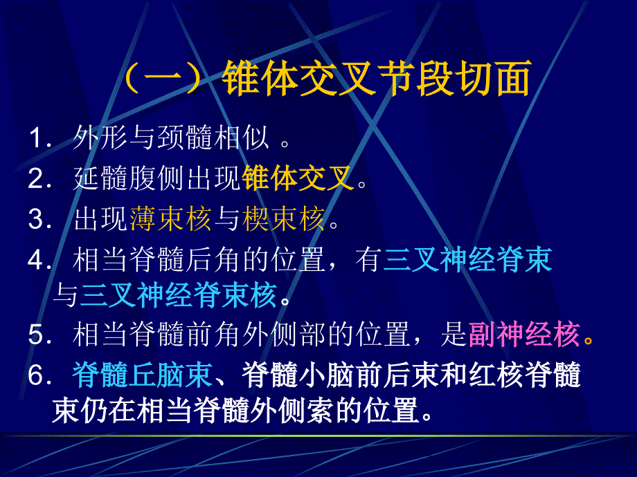 脑干内部结构断层1课件_第4页