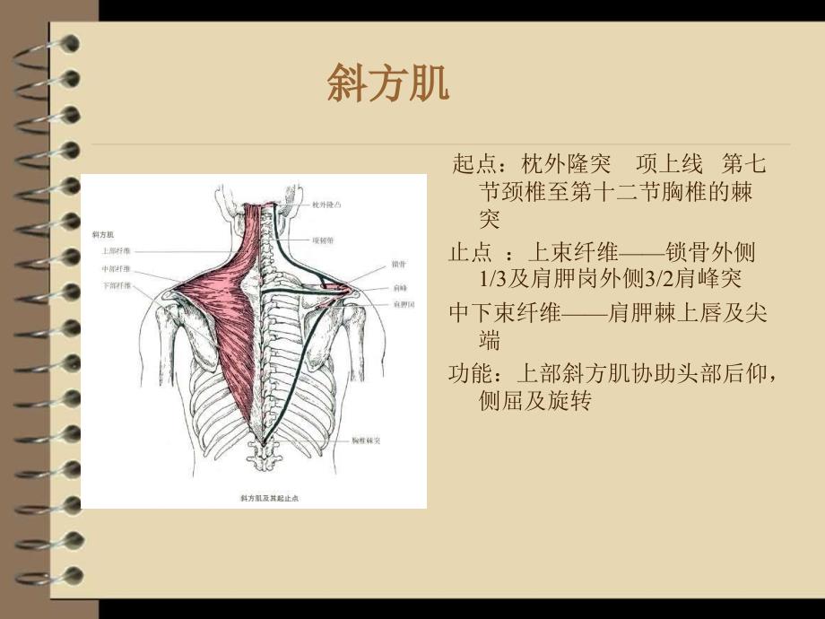 eptc实用运动康复肩颈_第3页