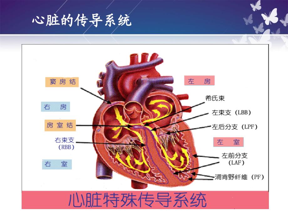 常见心律失常与急救护理_第3页