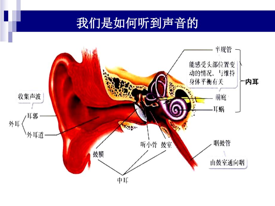 先天性耳聋  文姣姣_第2页