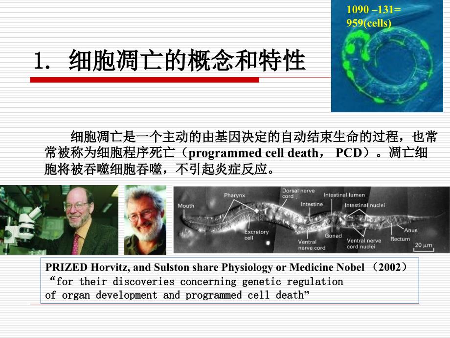 南开大学细胞生物学ppt_第4页