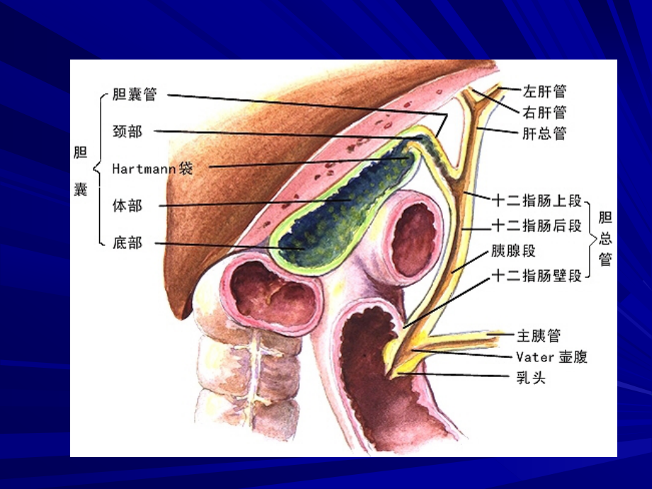 胆石症诊断与治疗与病例分析_第3页