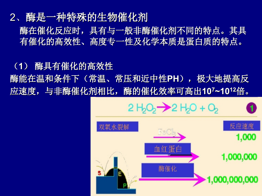 现代生物技术-05.酶工程_第4页