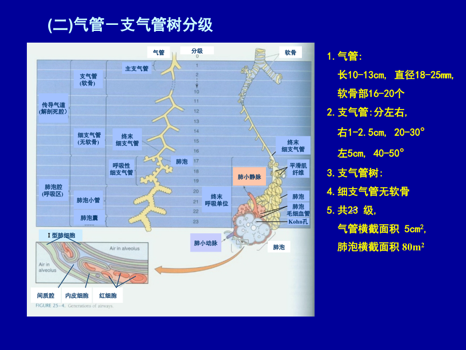 肺功能测验临床应用5(2008.4)_第4页