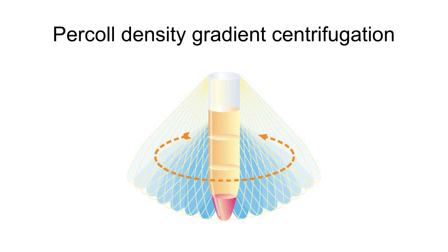 percoll-密度梯度离心教程_第1页