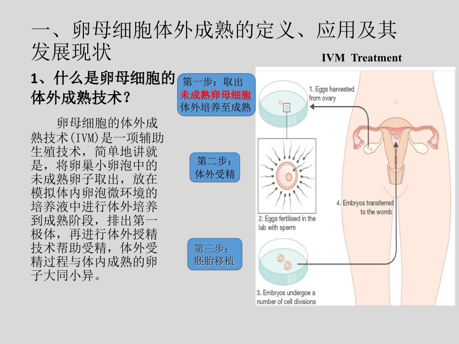 卵母细胞体外成熟机制与临床应用_第3页