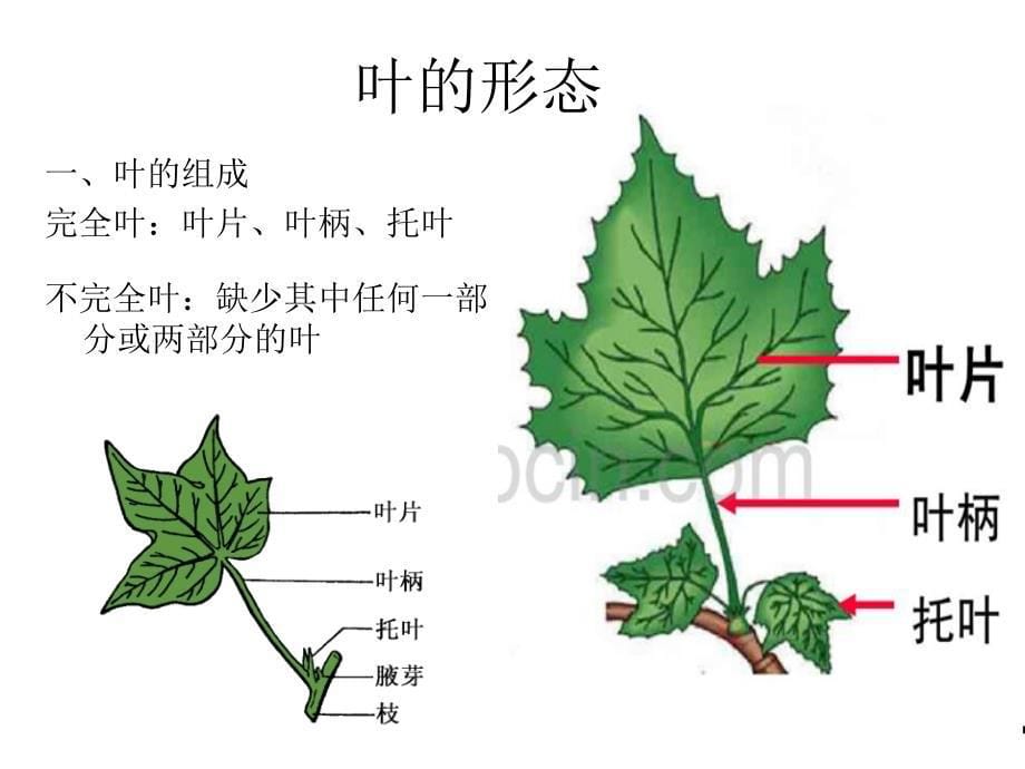 植物形态结构(叶)_第5页