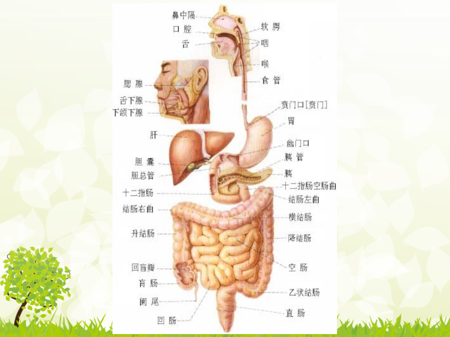 中成药.胃痛_第3页