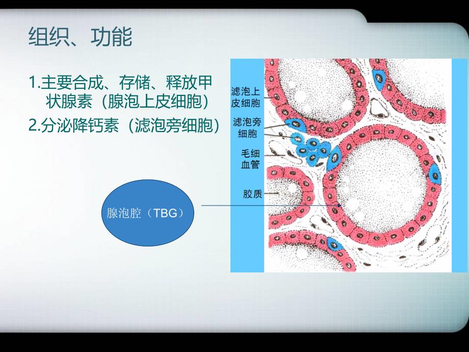 要讲的桥本_甲状腺炎_第4页