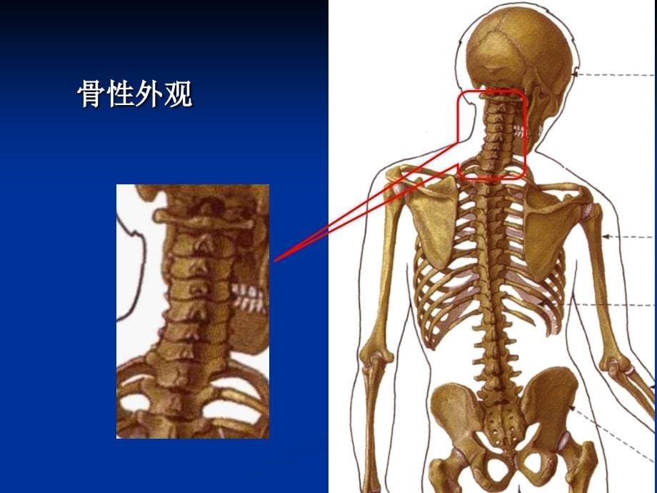 颈椎病预防保健与康复_第5页