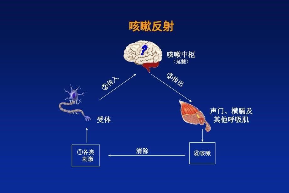 咳嗽诊断与治疗(阿斯美)_第5页