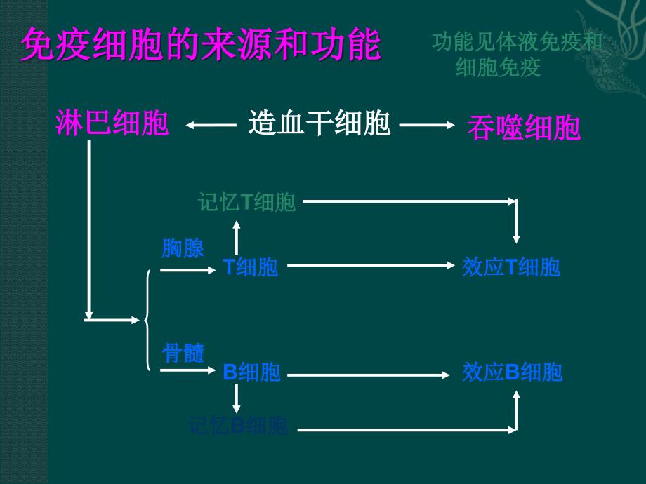 人体免疫系统与稳态中图版_第4页