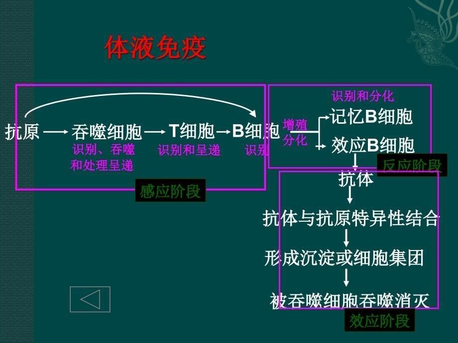 人体免疫系统与稳态中图版_第5页