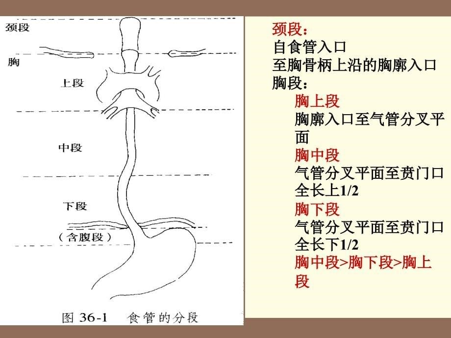 食管癌病人护理-exu_第5页